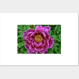 Japanese Tree Peony Posters and Art